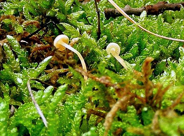 Galerina perplexa  fo.albina